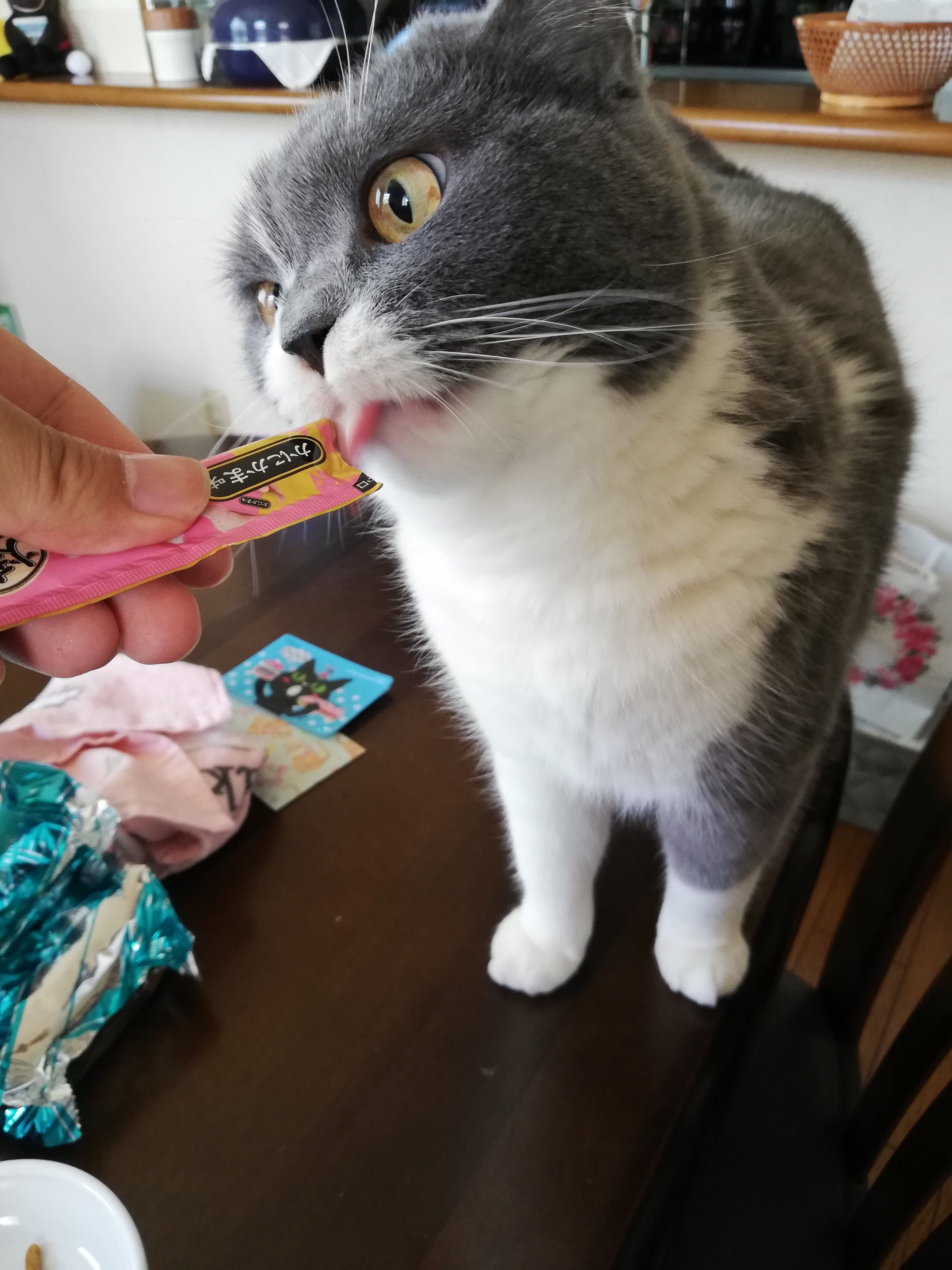 ネコにチュールをあげる